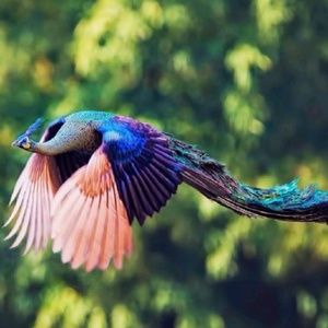 Meet your Posher, De